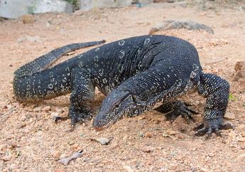 Yuk, Berkenalan dengan Biawak Air Asia yang Mirip Komodo!