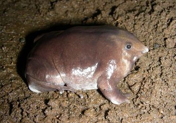 Katak Ungu Unik Bermoncong Babi