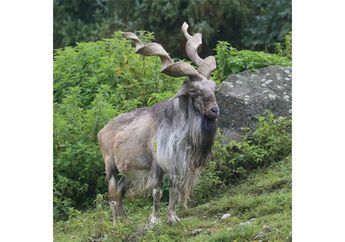 Markhor, Kambing Bertanduk Spiral