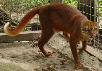 Kucing Borneo, Kucing Merah dari Pulau Kalimantan