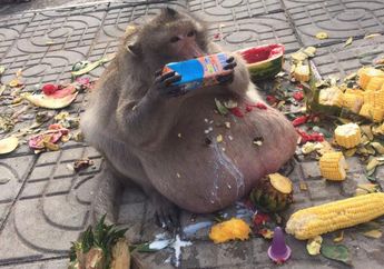 Paman Fatty, Kera yang Mengalami Kegemukan
