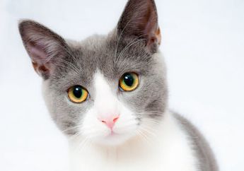 Menjadi Pemeluk Kucing, Profesi Unik dari Irlandia