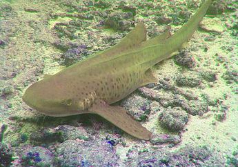 Hiu Zebra, Ikan Raksasa yang Ramah