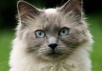 Melihat dari Mata Kucing