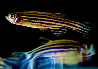Ikan Zebra, Ikan Hias dengan Corak yang Menarik