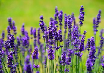 Bunga Lavender dan Wanginya yang Khas