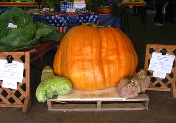 Kenapa Ada Banyak Sayur dan Buah Raksasa di Alaska?