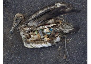 Banyak Hewan Laut Makan Plastik, Kenapa?