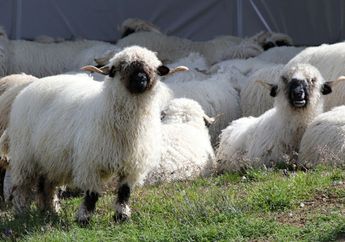 Domba Valaise Blacknose, Domba Lucu Berwajah Hitam