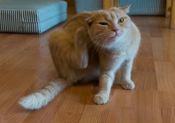 Basmi Kutu Kucing dengan Aroma Lemon