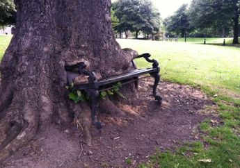 Pohon Pemakan Kursi di Irlandia