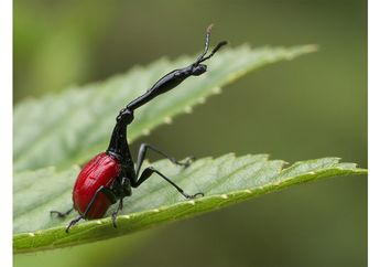 Kumbang Jerapah, Kumbang Alien dari Madagaskar