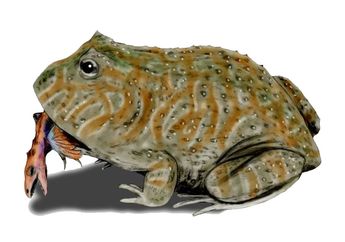 78 Koleksi Gambar Hewan Pemakan Serangga Terbaik