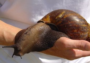 Archachatina Marginata, Siput Raksasa dari Afrika Barat