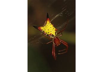 Laba-Laba Ini Mirip Pikachu