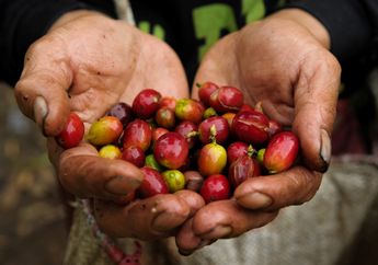 Fakta Unik Kopi