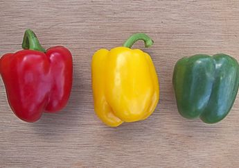 Inilah Perbedaan Paprika Hijau, Kuning, dan Merah