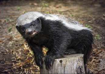 Musang Madu, Hewan Paling Pemberani di Bumi