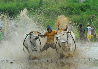 Pacu Jawi, Balapan Sapi di Atas Sawah