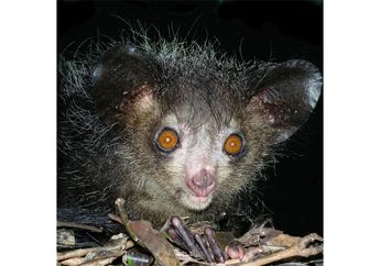 Aye-aye, Hewan Pembawa Nasib Buruk