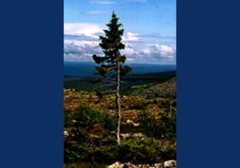 Old Tjikko, Pohon Tertua di Dunia