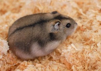 Hamster, Guinea Pig, dan Marmot, Apa Bedanya?