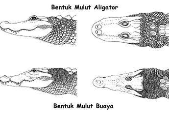 3 Cara untuk Membedakan Buaya, Aligator, dan Caiman