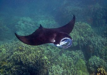 Pari Manta, Ikan Pari Idola Para Penyelam
