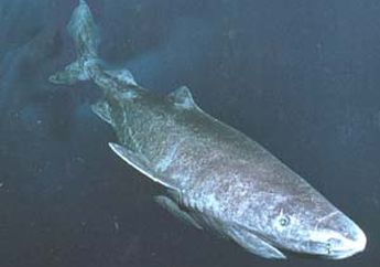 Hiu Greenland, Ikan Tertua di Dunia
