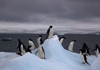Penguin Adelie Penghuni Antartika