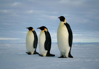 Penguin Kaisar, Penguin Besar Penghuni Antartika