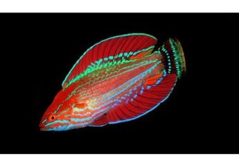 Ikan Karang Nusa Tenggara Timur