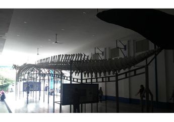 Fosil Paus di Museum Zoologi