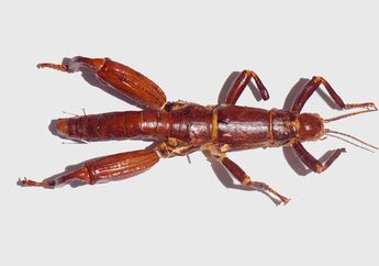 Kisah Penemuan Kembali Lobster Pohon