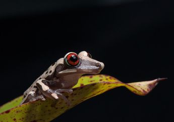 Katak Berbisa, Mampu Membunuh 80 Orang Manusia