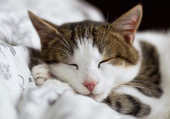 5 Hewan dengan Waktu Tidur Terlama