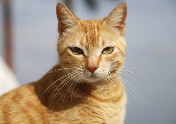 Apa Jadinya Jika Kucing Tidak Punya Kumis?