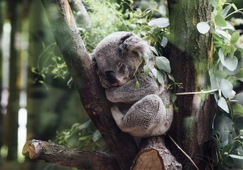 Cerita Koala yang Suka Tidur Sambil Memeluk Pohon