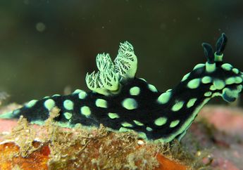 Nudibranch, Siput Laut yang Indah