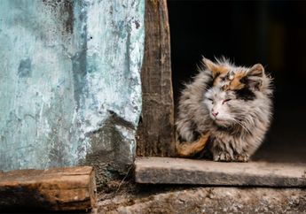Kucing Bersembunyi Sebelum Mati