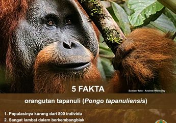 Orang Utan Tapanuli, Spesies yang Baru Ditemukan