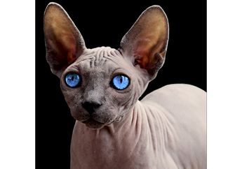 Sphynx, Si Kucing Botak