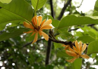 Cempaka Wangi, Tanaman Khas Aceh
