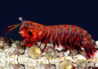 Peacock Mantis Shrimp, Udang Cantik Petinju Ulung