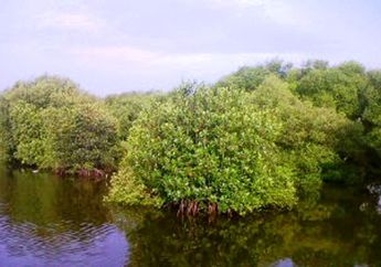Mangrove, Penjaga Pantai