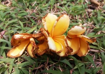 Manfaat Bunga Kamboja Kering
