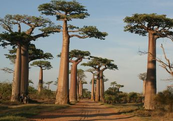 Baobab, Si Pohon Kehidupan
