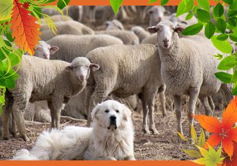 Sherpa Anjing Gembala dan Foxi Rubah