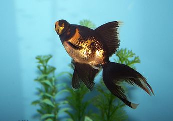 Fakta Unik Ikan Mas Koki