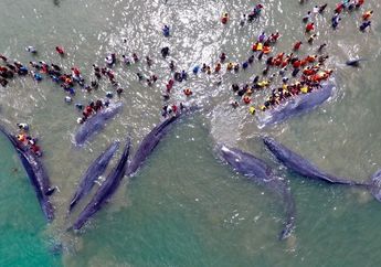Menyelamatkan 10 Paus yang Terdampar di Aceh